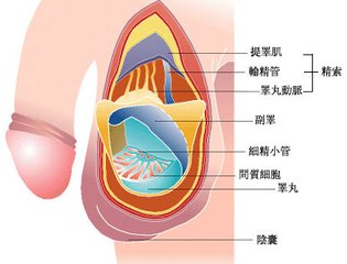 睾丸出现炎症该怎么治疗